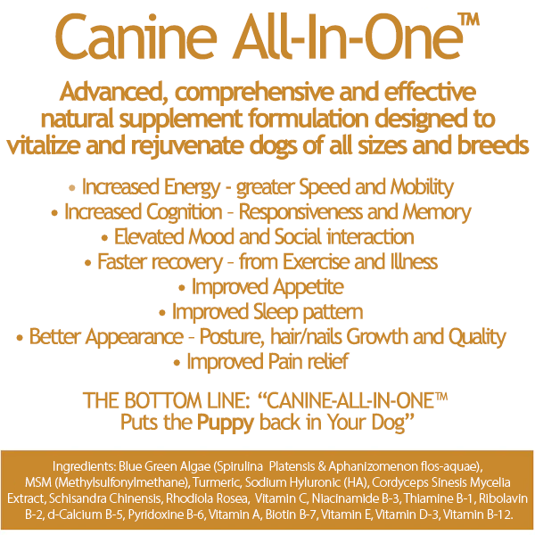 Comprehensive Canine Care with All-in-One Supplement